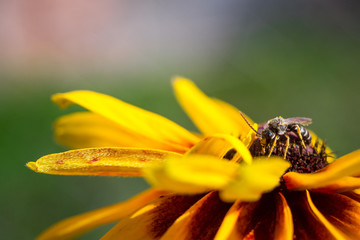 A bee on a yello flower in the garden