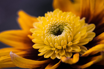 yellow chrysanthemum in the bush