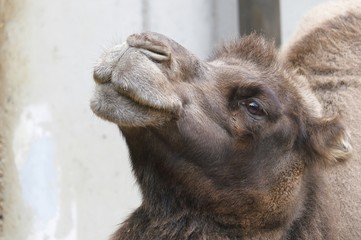 Fototapeta premium Camel Head