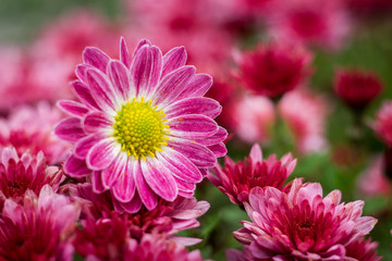 Fototapeta premium purple chrysanthemum in the bush
