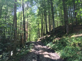 Beautiful view in a German forest