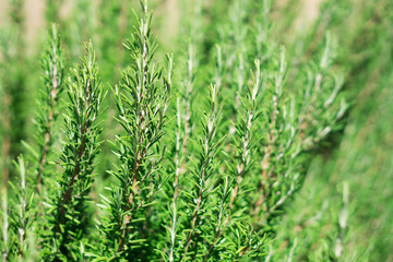 Plant of rosemary, aromatic herb