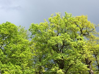 Very green trees in front of dark sky