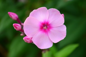 Isolated pink flower and buds from a tall phlox