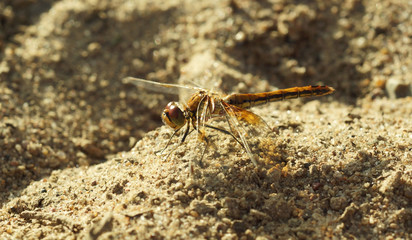 Dragonfly on a background of river sand