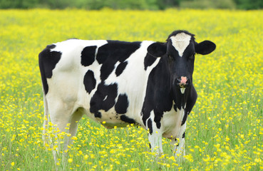 One cow facing the camera standing in a yellow pasture 