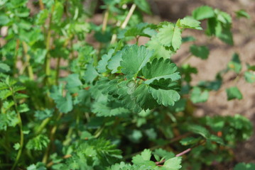 Pimpernelle, Kleiner Wiesenknopf (Sanguisorba minor)