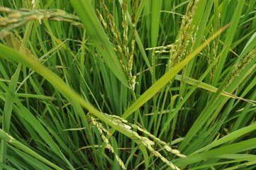 Fototapeta na wymiar Un grain de riz