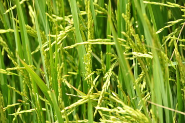 grain de riz