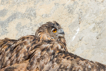 Eurasian eagle-owl, Bubo bubo, eagle
