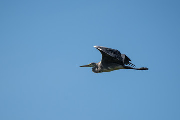 Hern flying in the sky