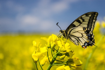 Butterfly sitting on a yello flower in the field