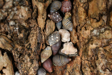 Crayfishs in Sea Shells