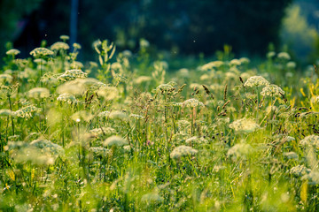 Meadow grasses in summer afternoon