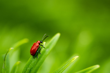 The big red beetle sits on the leaves in the field