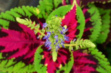 Aerial of delicate purple flowers over colorful green and pink coleus leaves 