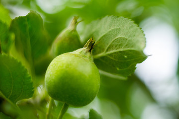 Green apple on a tree