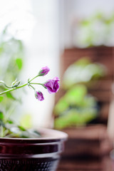 Flower of magenta geranium