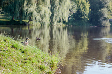 Wild duck sitting near the lake at recreation zone