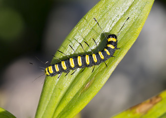 Гусеница ночной бабочки