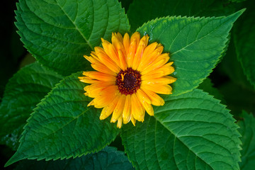 One yellow flower on green leaflets