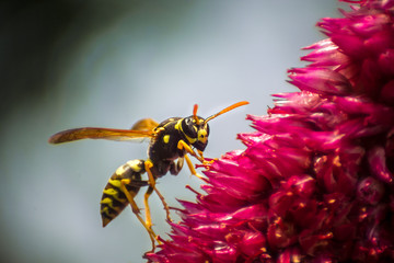 Bee on a red flower, macro in the garden