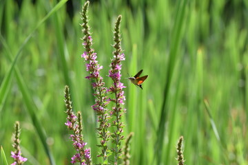 Weier, Insekten, Libellen