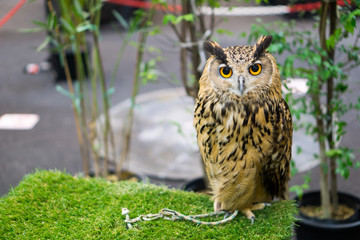 night owl on green grass and owl eyes open.