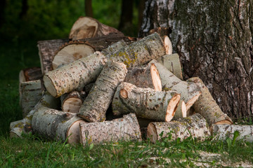 Cut trunks of trees, stocking