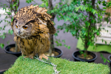 night owl on green grass and owl eyes open.