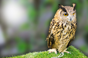 night owl on green grass and owl eyes open.