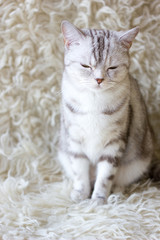 Shot of grey britain cat