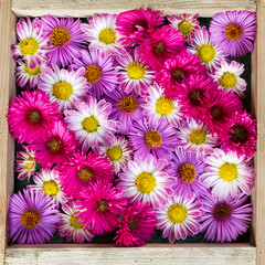 Many colored flowers in the frame, decoration, wallpaper