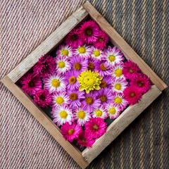 Many colored flowers in the frame on the fabric, decoration, wallpaper