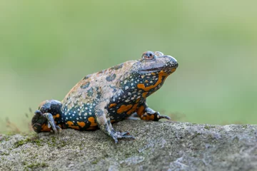 Photo sur Plexiglas Grenouille European fire-bellied toad - Bombina bombina