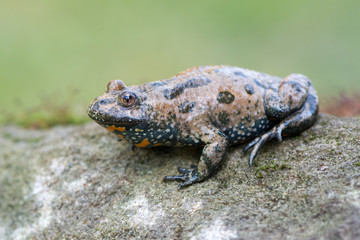 European fire-bellied toad - Bombina bombina