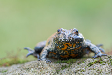 European fire-bellied toad - Bombina bombina