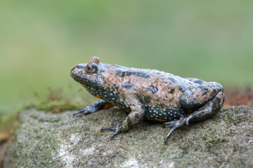 European fire-bellied toad - Bombina bombina