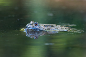 European fire-bellied toad - Bombina bombina