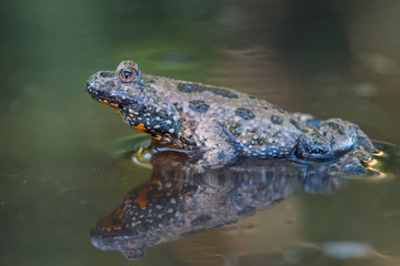 European fire-bellied toad - Bombina bombina