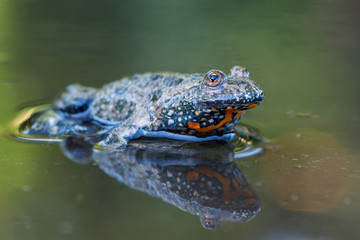 Obraz premium European fire-bellied toad - Bombina bombina