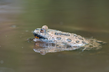 European fire-bellied toad - Bombina bombina