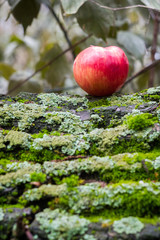 Red apple on a tree trunk, moss, leaves