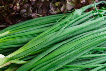 Fresh greens, colorful salad, dill, green onions, parsley.