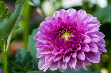 Purple flower of chrysanthemum on the background of leaves