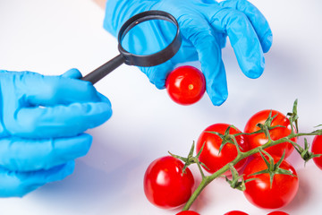 Research of various vegetables in the laboratory on GMOs and harmful substances