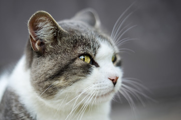 Close up cat, gray background.