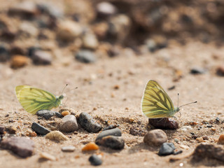 Fototapeta na wymiar Butterflies sitting on the sand. The yellow wings. Macro