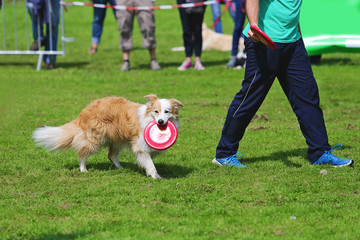 chien jouant au frisbee
