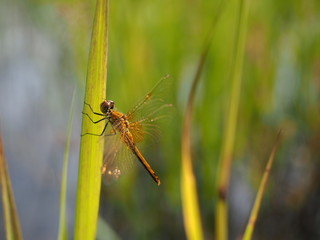 Beautiful dragonfly on a blade of grass. Macro